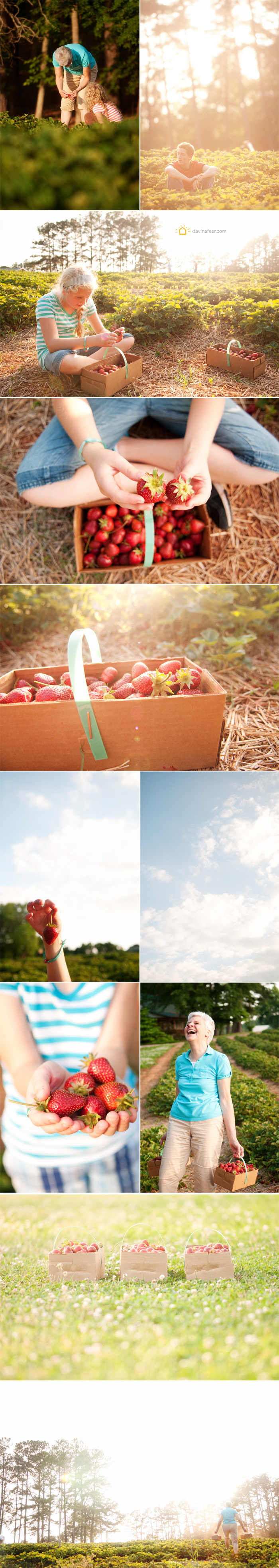 strawberries2012_1a