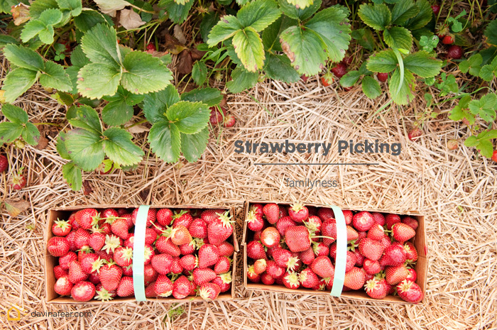 strawberries2012_2